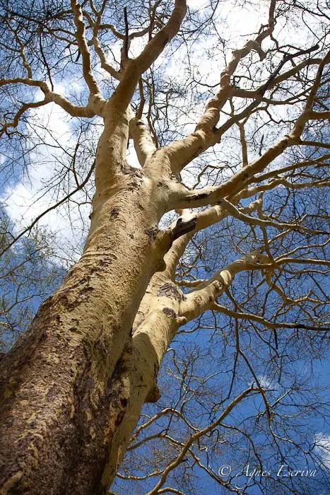 Yellow fever tree