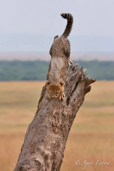 Jeune guépard acrobate
