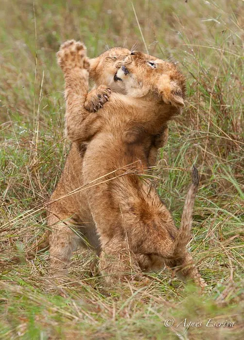 2 lionceaux de Charm (3 mois)