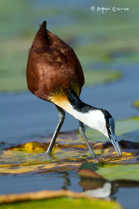 Jacana à poitrine dorée