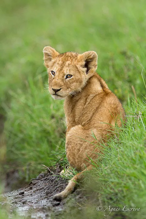 Lionceau de la Marsh pride (3 mois)