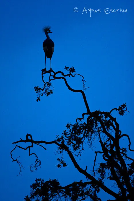 Silhouette de grue royale