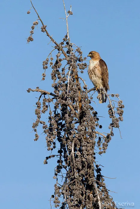 Osprey
