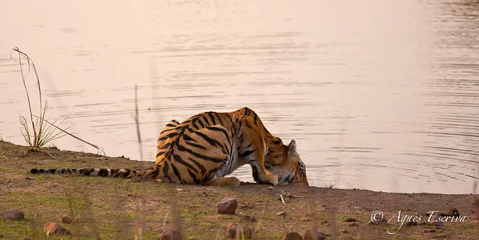 Jeune tigresse au bar, Telia, Tadoba