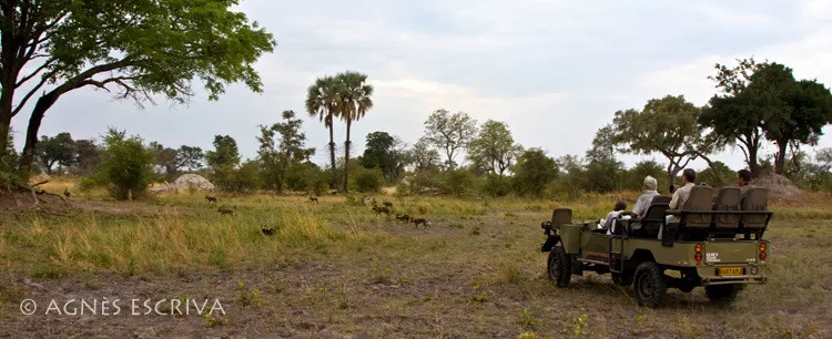 Chasse de lycaons - Botswana - novembre 2008