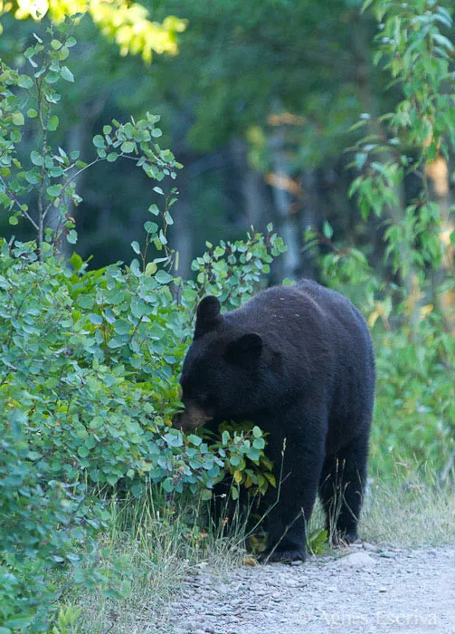 Ours noir mangeant des baies