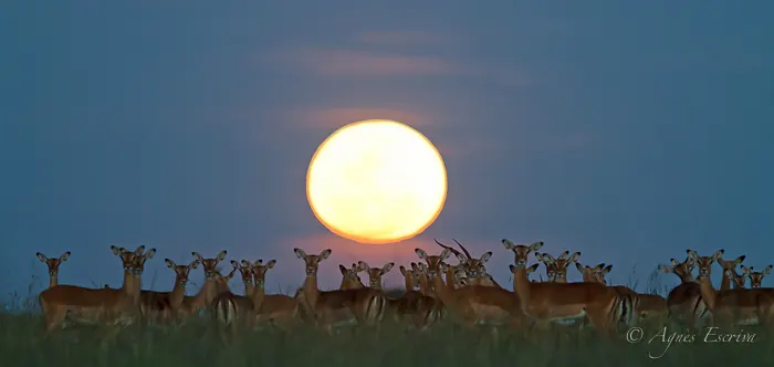 Mara - Kenya décembre 2015