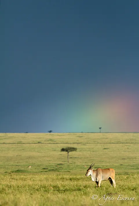 Eland du Cap et arc-en-ciel