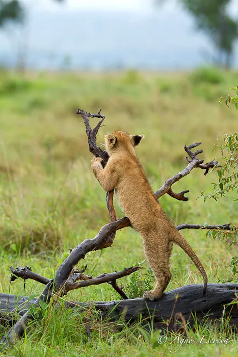 Lionceau de la Marsh pride  (3 mois)