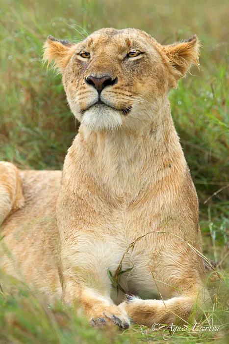 Mapema attentive sous la pluie