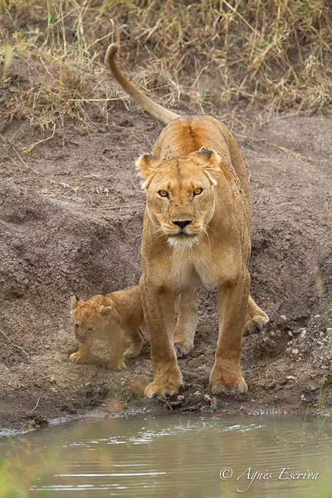 Bibi et son petit