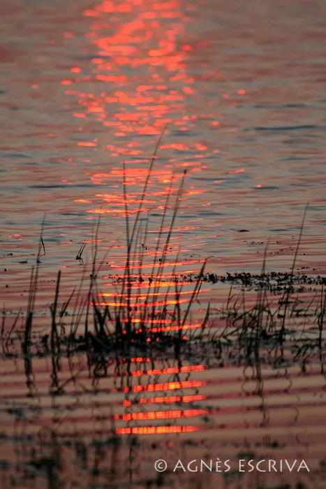 Reflet rouge