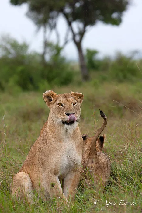 Siena et lionceau