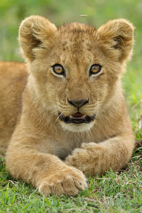 Lionceau de Sila