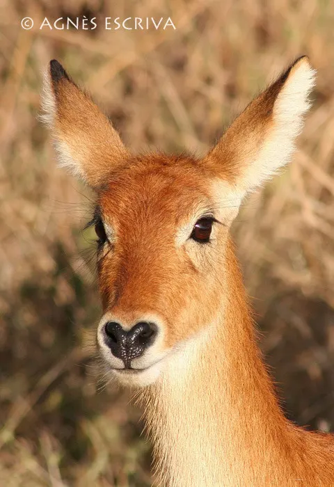Jeune puku