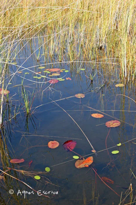 Okavango
